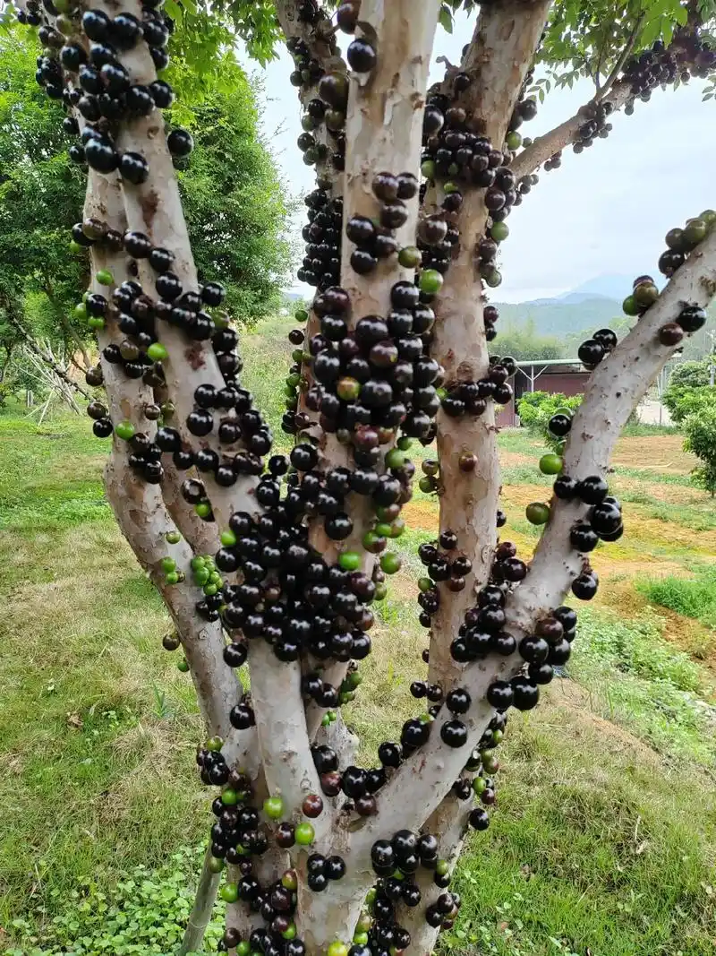 这些嘉宝果在阳光下晶莹剔透,似乎在闪闪发光,让人忍不住想去品 - 抖