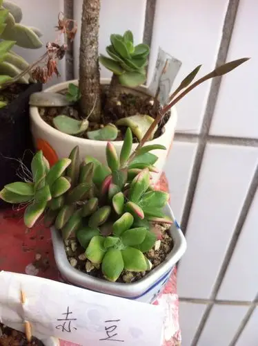 多肉植物.15.5.31 吹雪之松锦 这是要开花吗?