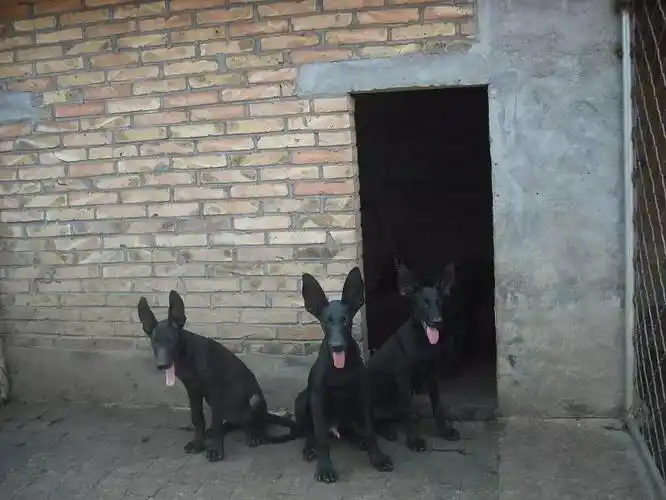 江门纯种黑狼犬价格养殖场犬舍直销