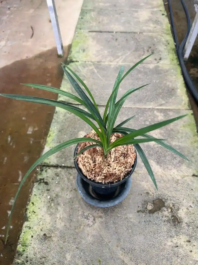 《真龙》春剑,矮种,水晶,叶型叶艺,素花于一身#兰花欣赏 - 抖音