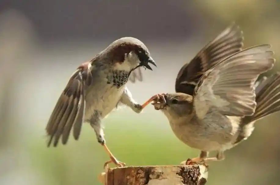 麻雀定律是什么意思?六层含义帮你全面理解麻雀定律!