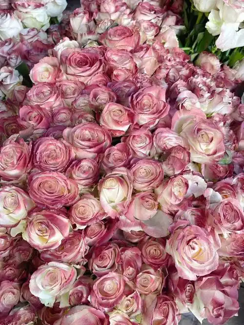 这就是凡尔赛玫瑰～20支34包邮