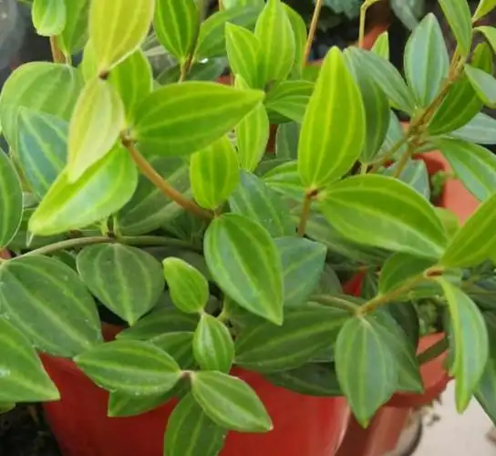 白脉椒草长得丑养法不对4个细节拯救颜值