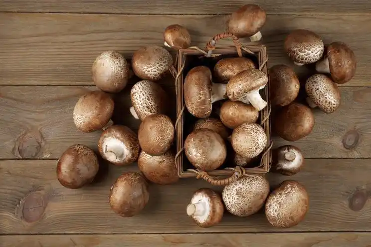8 healing mushroom benefits   how to use them