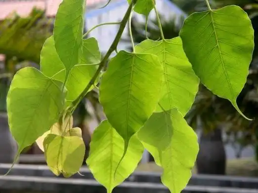 菩提树长什么样菩提树图片