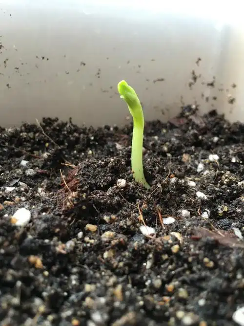 蚕豆发芽移入泥土--3.23