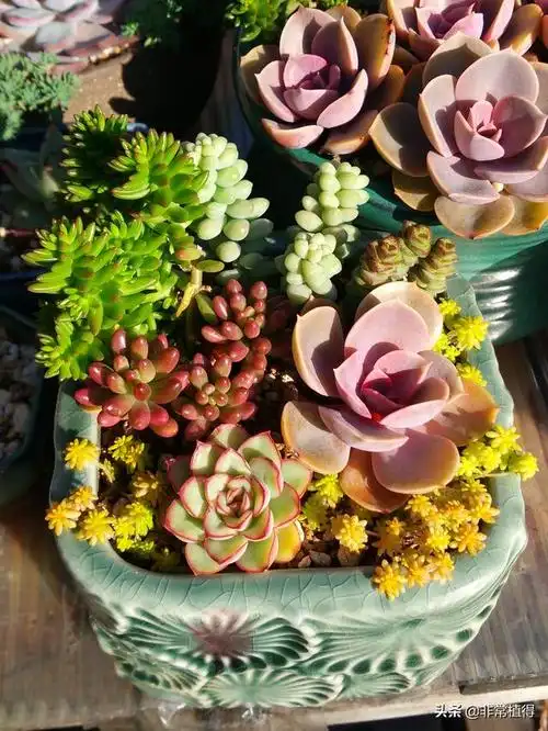 多肉植物卡通布景(多肉植物造型布景)-措必培