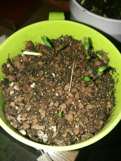 展开全部 看不出来,跟我的蝴蝶兰不太像,或许你这刚发芽吧.