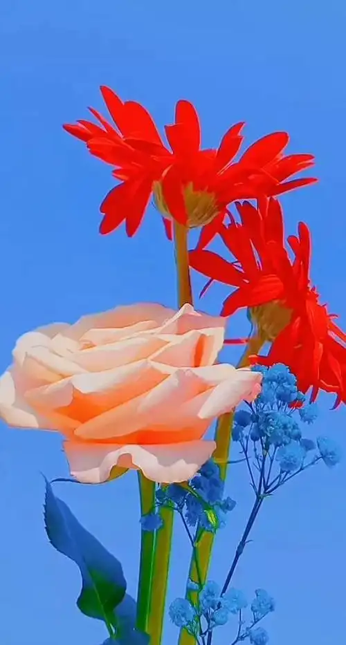 一束鲜花醉蓝天,来日方长,岁月如糖