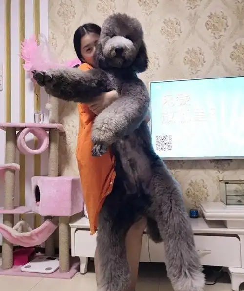 巨型泰迪多少钱一只?好养吗?