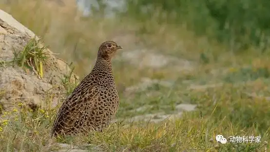 中华鸟类介绍野鸡