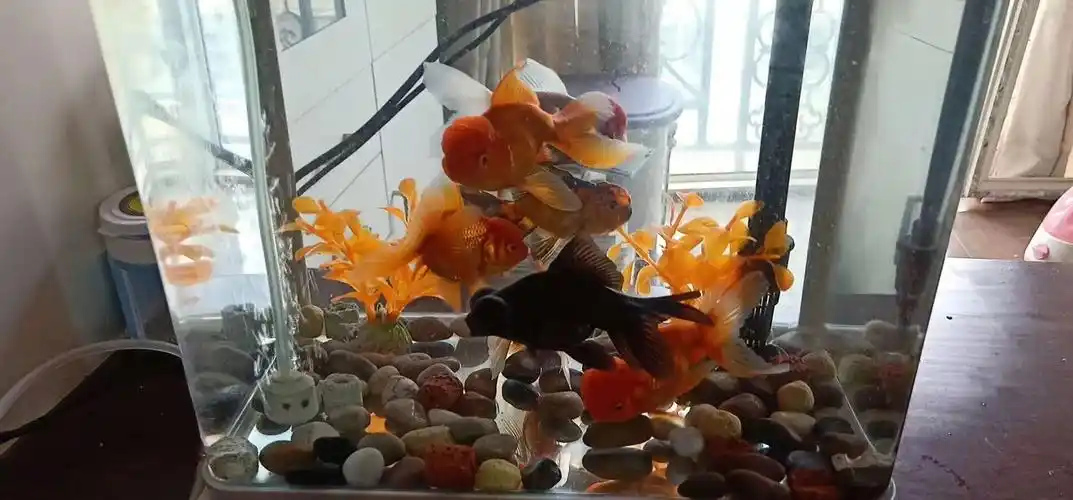 数一数,一共有八条,在我的鱼缸里自由自在的游来游去.