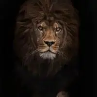 很酷很霸气的动物头像