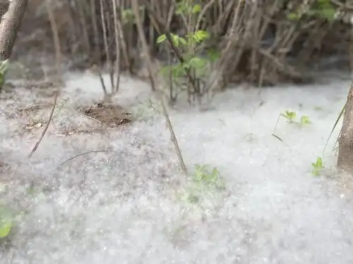 毛05毛05毛05毛05毛05恼人的杨柳絮怎么防