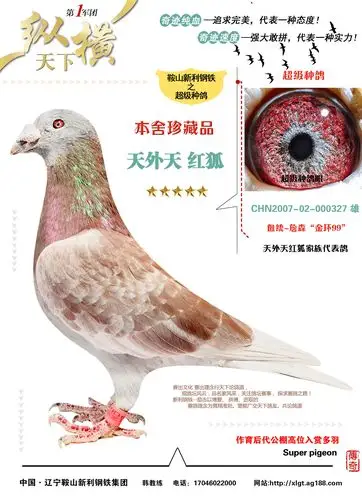 信鸽在线拍卖平台 - 中国信鸽信息网