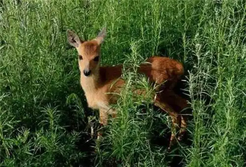 草丛中悠闲散步的草鹿