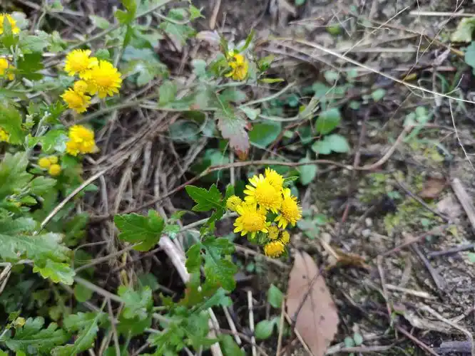 盛开的野生菊花
