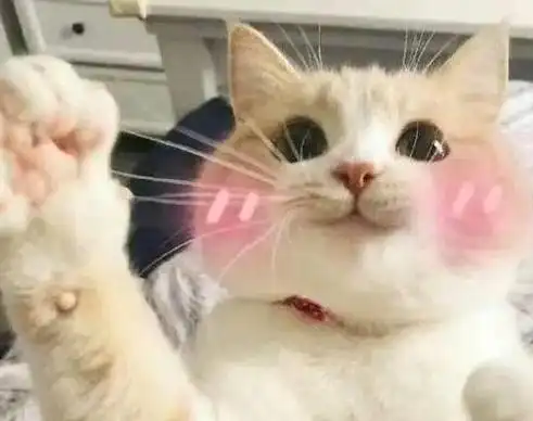 (内附超全表情)|宠物|驯养动物_网易订阅