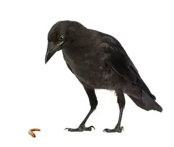 小嘴乌鸦幼乌鸦corvus corone(3个月)照片