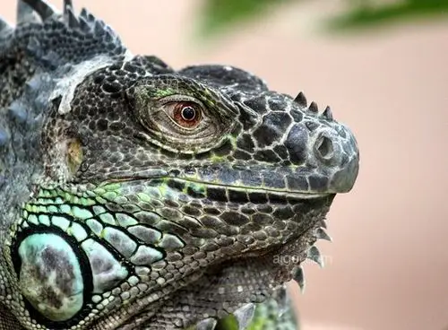 鬣蜥爬行动物(iguana-lizard-reptile-animal)