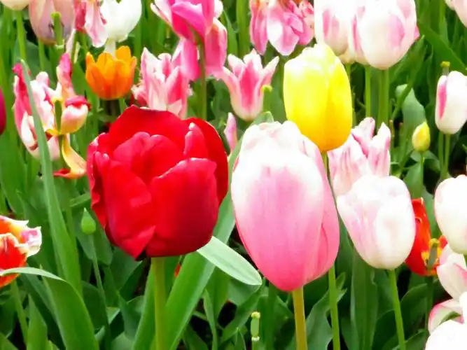荷兰 国花郁金香