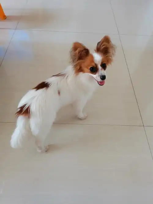 还在蜕变的蝴蝶犬酥酥