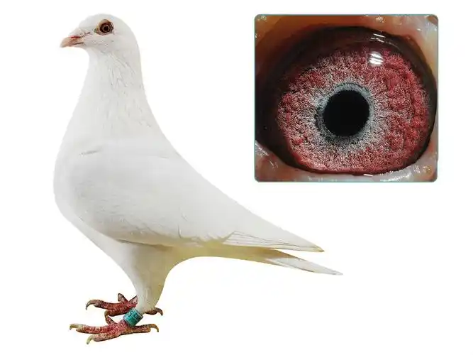 信鸽在线拍卖平台 - 中国信鸽信息网