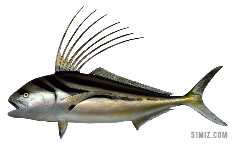 鱼 鸡鱼 准备 动物世界 海上生活 咸水 捕鱼 海 海洋