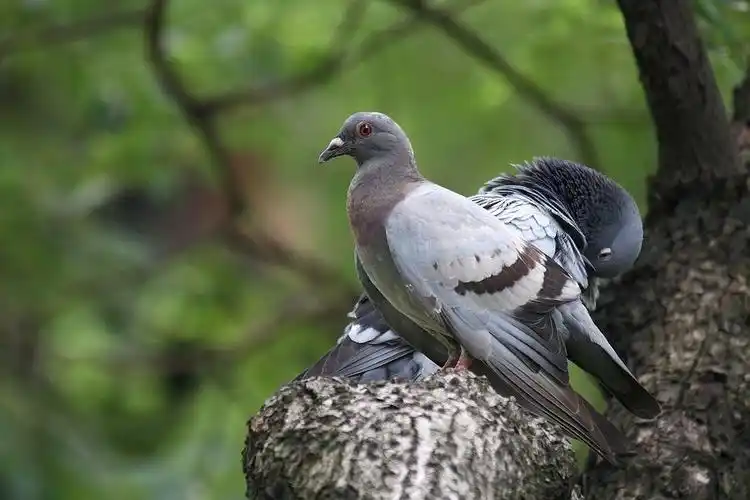 明代张万种《鸽经》上说:"野鸽逐队成群,海宇皆然".