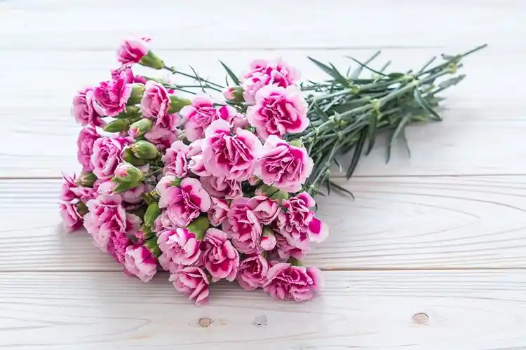 bouquets carnations pink color flowers photo
