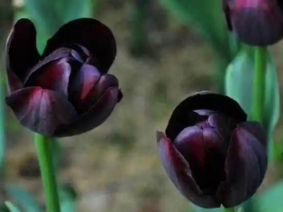 好看的黑色郁金香图片欣赏骑士精神永恒的祝福