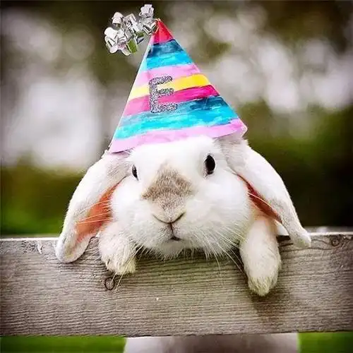 治愈系网红兔子大集合萌你一脸没商量