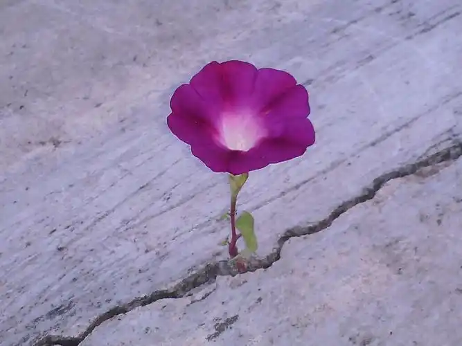 顽强的生命,致敬!