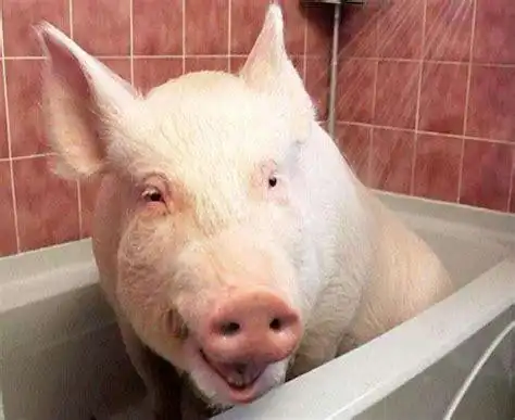 猪吃饭整人照片猪吃饭图片搞笑图片2022已更新今日热点