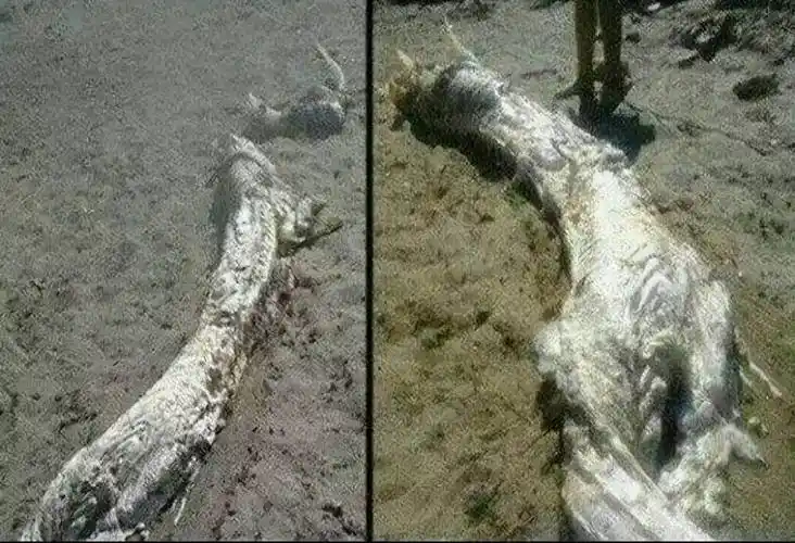 世界上真的有龙吗龙是真实存在的吗