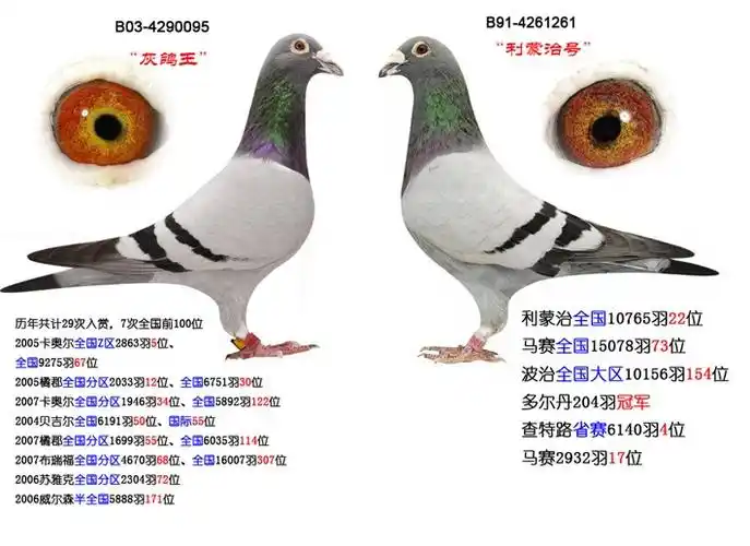帝卢-速霸龙._鸿福鸽业_ ag188.com爱鸽商城_中国信鸽信息网