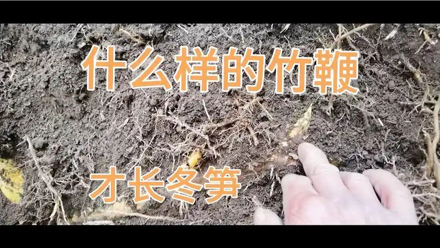 挖冬笋什么样的竹鞭才能长冬笋?今天带大家了解一下