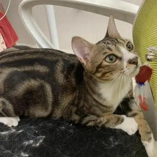 广州被遗弃,被狗咬,已治好的美短串串找领养