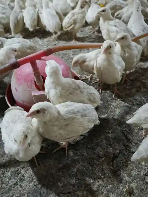 鹌鹑的养殖方法 朝鲜鹌鹑价格 成年鹌鹑价格