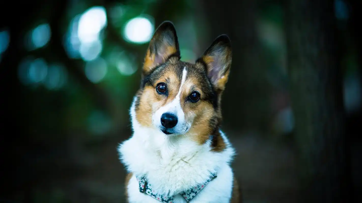 可爱的柯基犬图片高清宽屏桌面壁纸