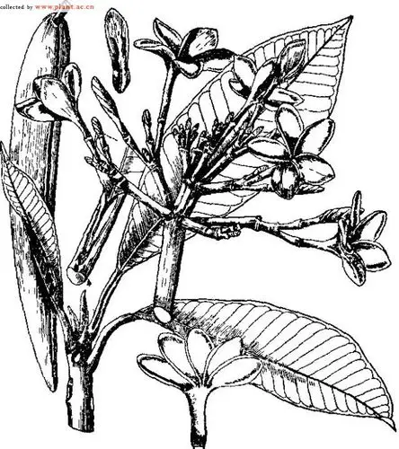 鸡蛋花plumeria rubra linn. cv. acutifolia