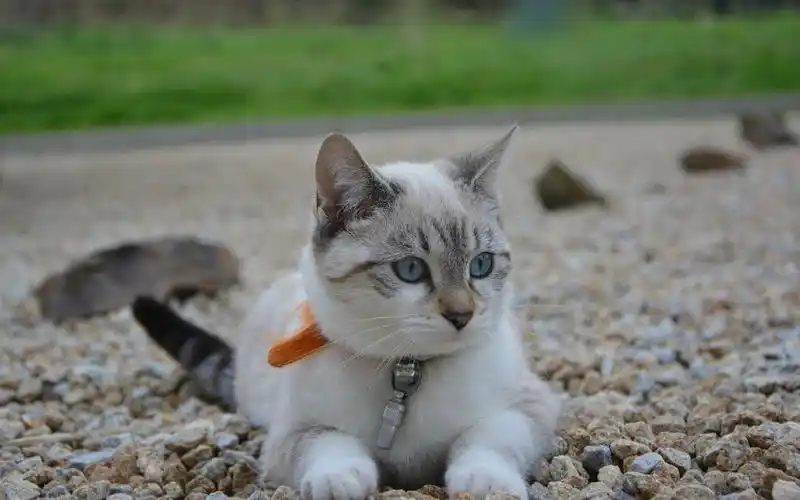 可爱的小猫休息,石头 壁纸