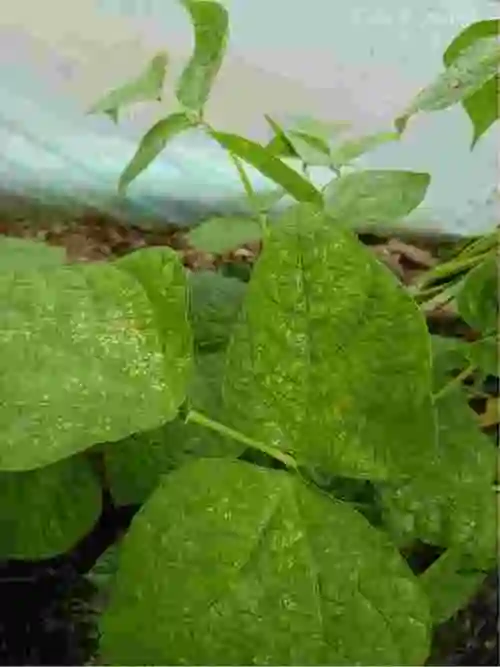 你好老师我种是芸豆我这芸豆叶子这两天出现病害