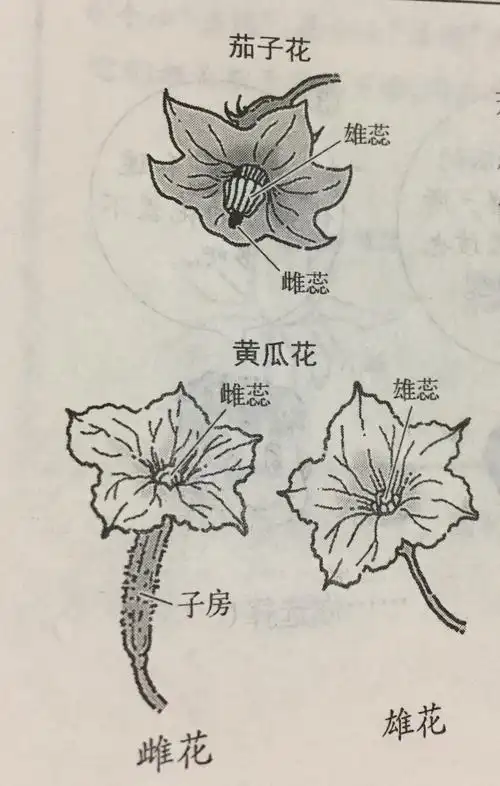茄子花和黄瓜花有什么不同(我的科学启蒙)
