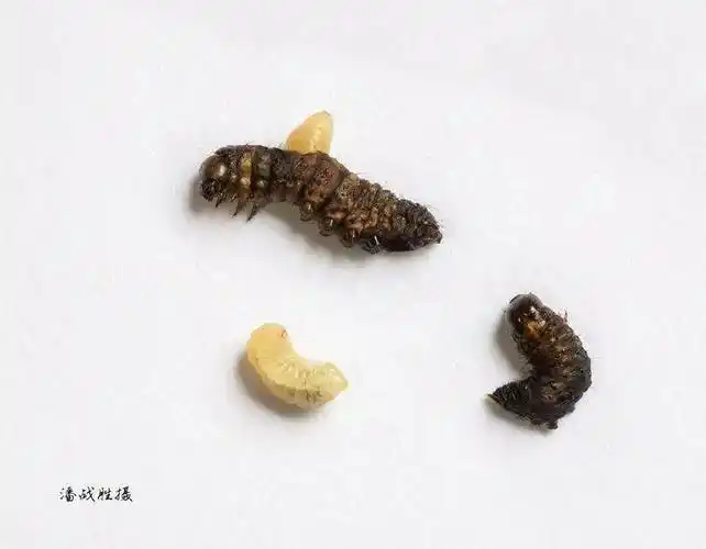 被寄生死亡的草地贪夜蛾幼虫被寄生死亡的草地贪夜蛾幼虫07----- 习性