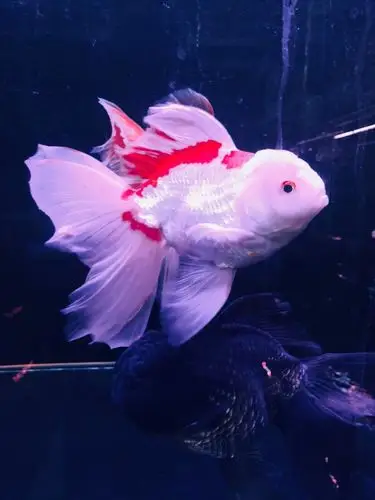 泰狮- 金鱼学堂 - 龙巅金鱼