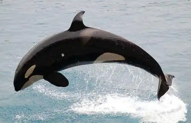 虎鲸有什么天敌?