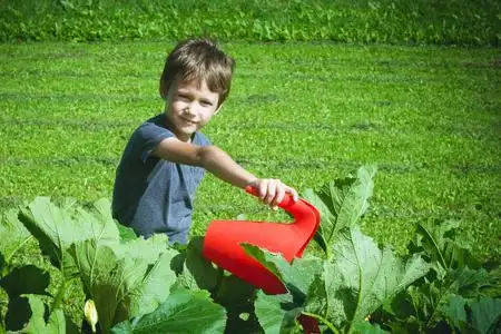 蔬菜花园浇水图片