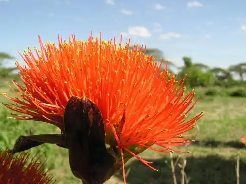 非洲大呲花是什么梗