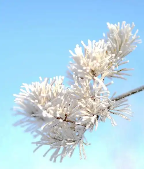 其它 雾凇 写美篇要说冬季最美的自然景观,我想非雾凇莫属.